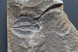 Öffnet dieses Bild in einer größeren Version in einem neuen Fenster T-Or-27 Ün